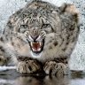 SnowLeopard